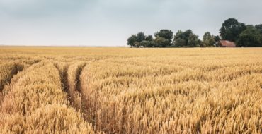 Uitgestrekt landschap met riet